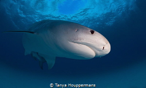 Tiger in Blue
A large female tiger shark off the coast o... by Tanya Houppermans 